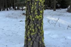IMG-20250119-WA0042