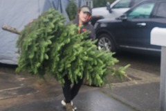 Christmas Tree Recycling - 2024