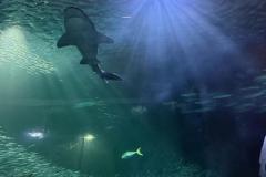 IMG-20250222-WA0021